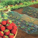 BIRDNET Madárháló 4 m*5 m