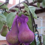 Vespa Protec darázs elleni védőháló